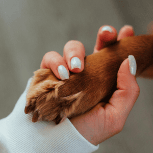 Six métiers insolites pour travailler avec les animaux