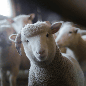 Le filme Les vétos rappelle le rôle essentiel du vétérinaire de campagne.