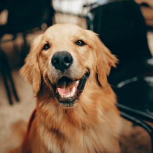 tout ce qu'il faut savoir sur les études de vétérinaire