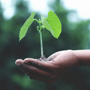 Transition écologique, les écoles prennent les devants.