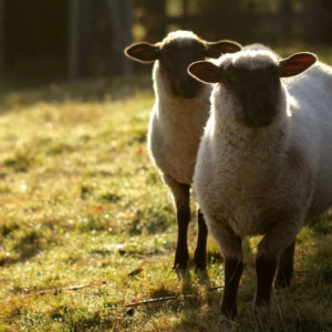 Métiers animaliers : la transition écologique transforme le secteur