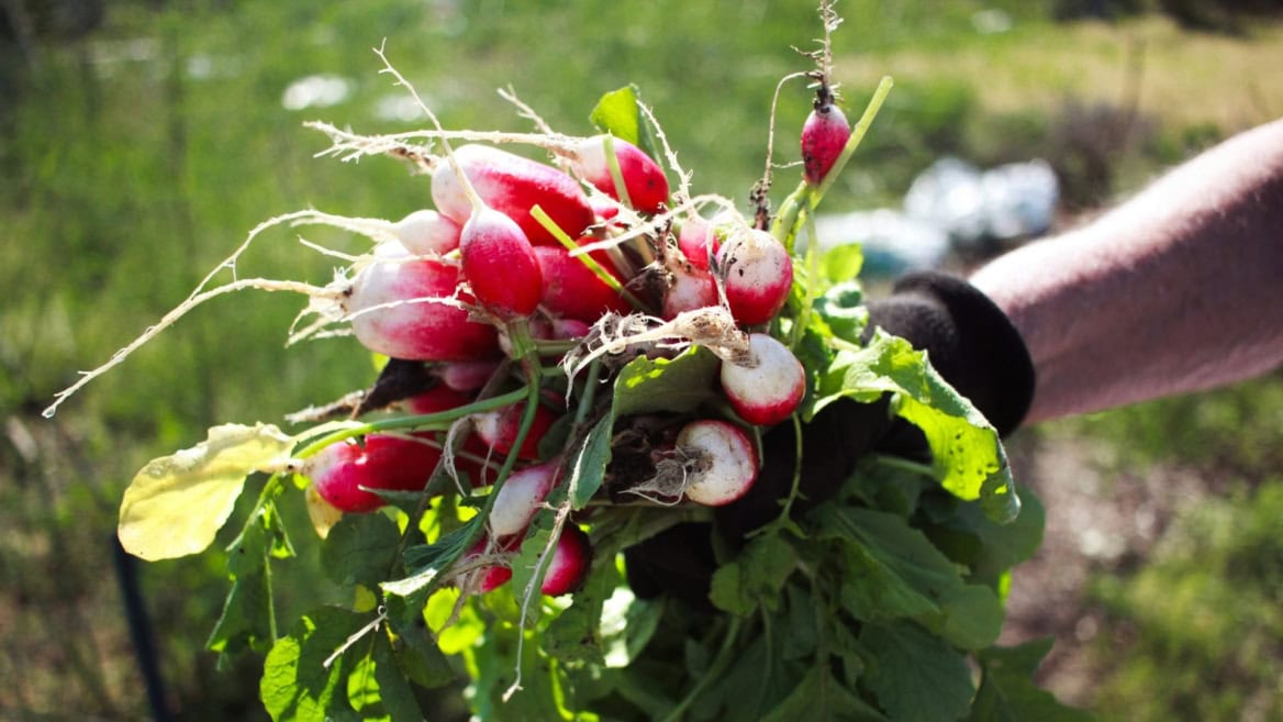 Transition agroécologique : quels enjeux pour l’agriculture et l’alimentation ?