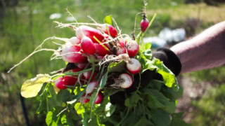 Transition agroécologique : quels enjeux pour l’agriculture et l’alimentation ?